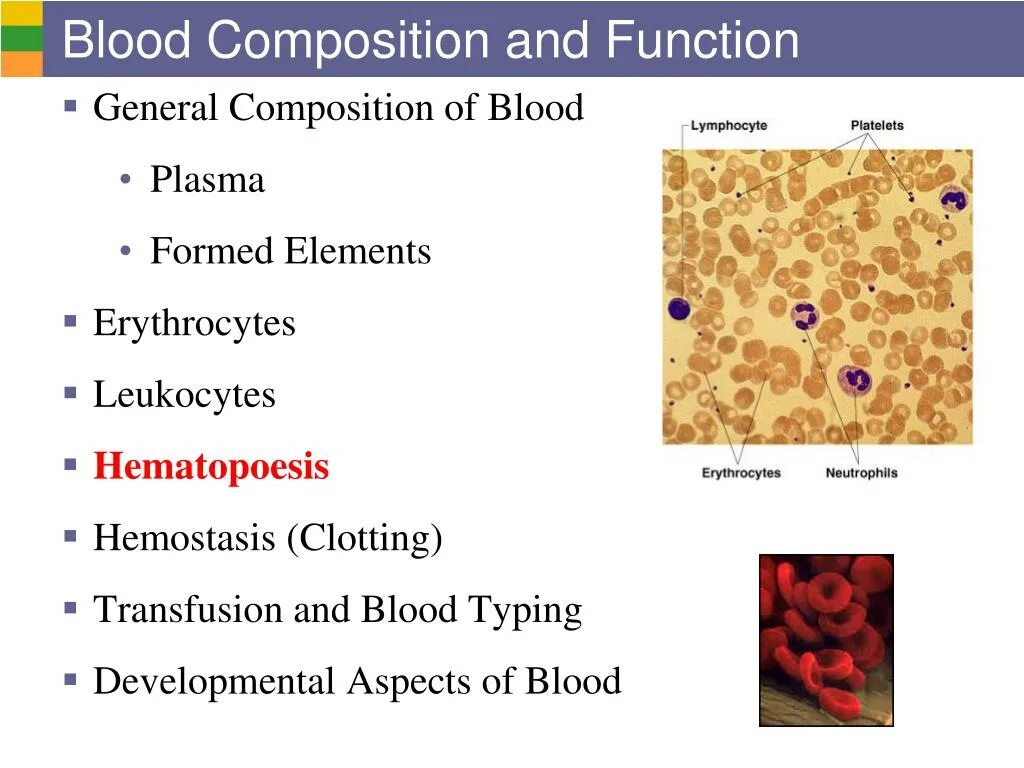 Blood Composition and function. Blood Plasma Composition. Functions of Blood. Formed elements of Blood.