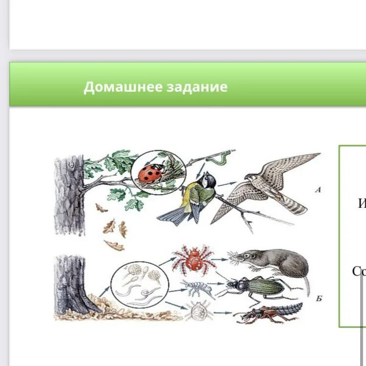 Сказка о цепях питания для детей. Пищевая цепочка водоема. Пищевая сеть. Цепочка питания. Цепи питания.