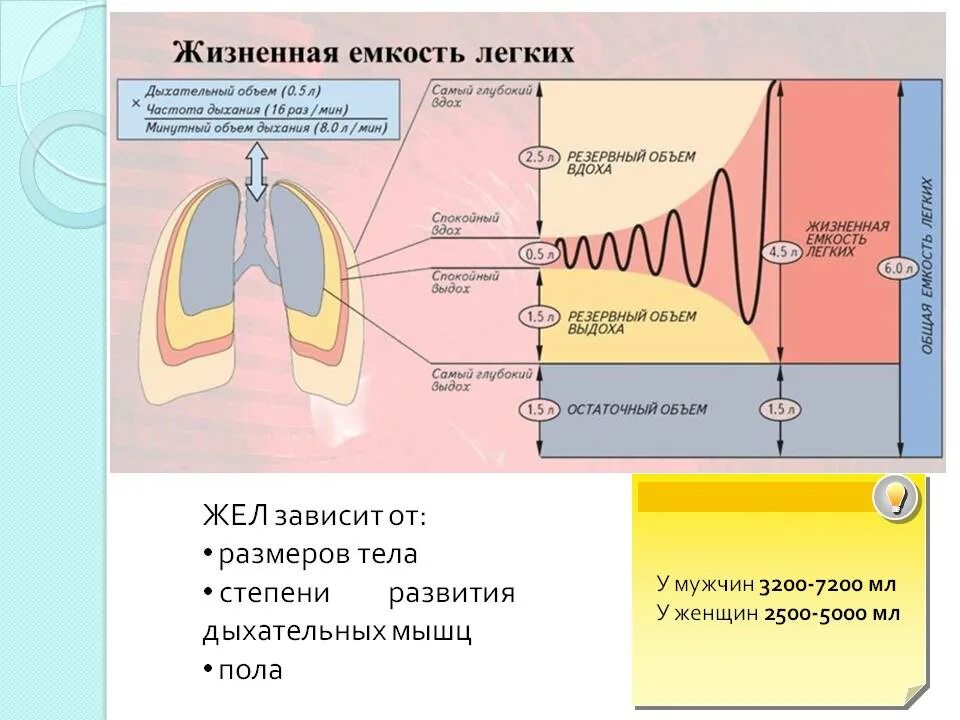 Функциональное деление общей емкости легких. Жизненная емкость легких регуляция дыхания. Жизненная емкость легких человека. Жизненный объём лёгких. Жизненная ёмкость лёгких (жел).