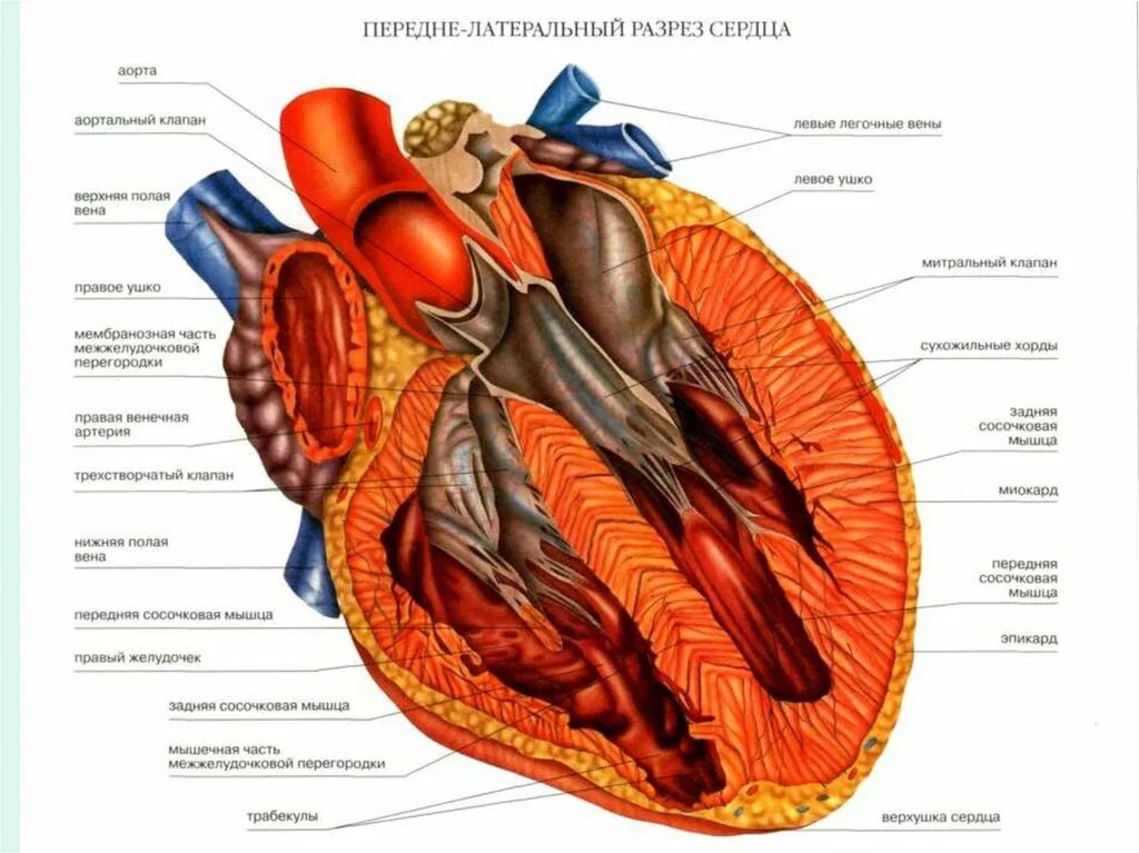 Строение сердца срез. Строение сердца анатомия латынь. Строение сердца вид в разрезе. Строение сердца фронтальный разрез.