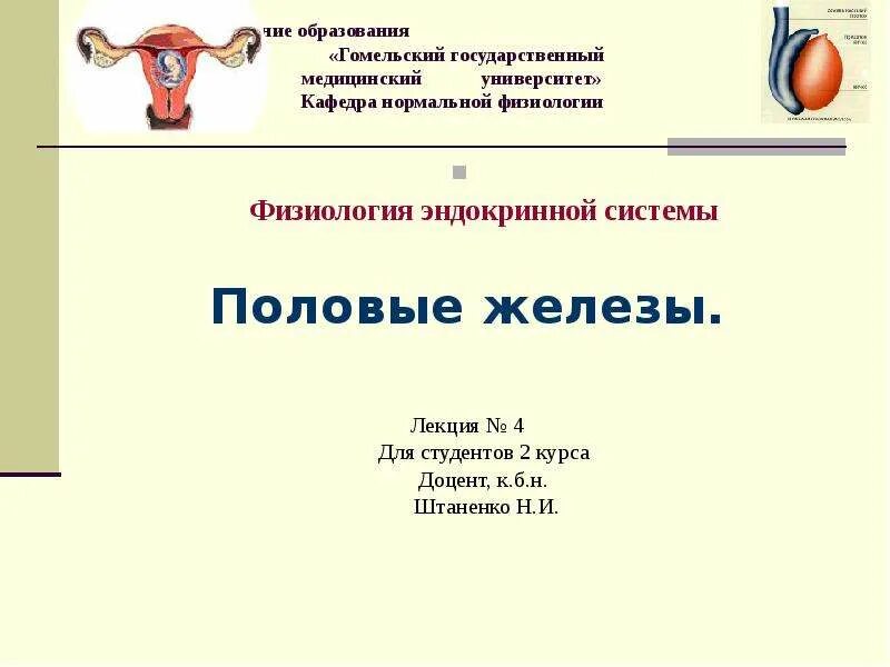 Половые железы физиология. Реферат на тему половые железы. Сообщение на тему половые железы. Вес половых желез. 2 женские половые железы