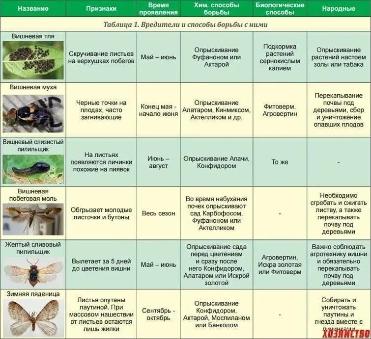 Чем опрыскать вишню после цветения