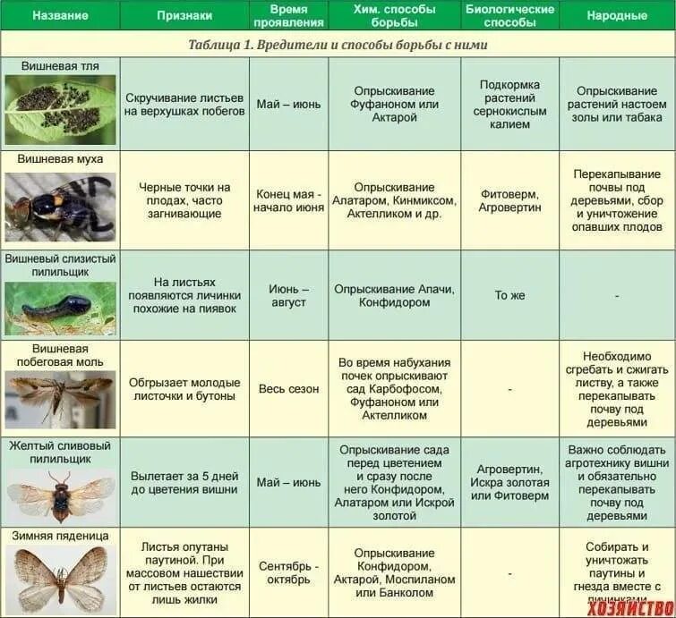 В какое время суток лучше опрыскивать