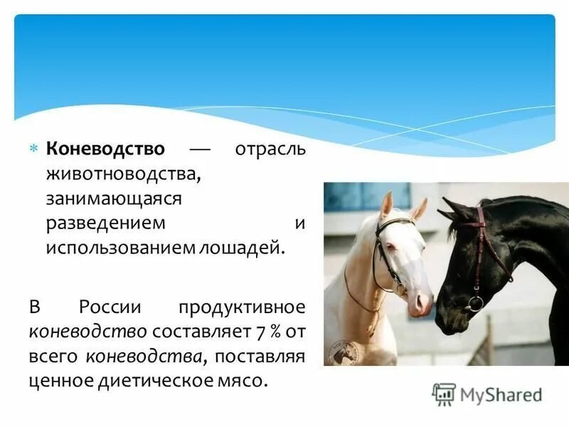 Число лошади. Число лошади
