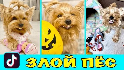 Собака в тик токе