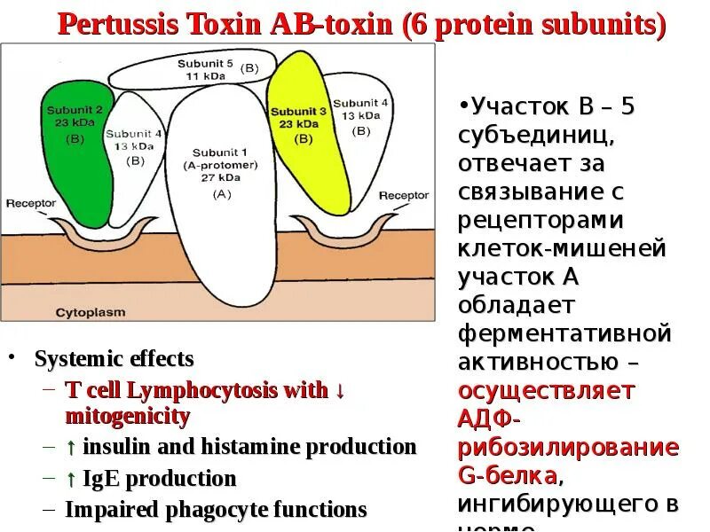 Антигены бордетелла пертуссис. Токсины бордетелла пертуссис. Атигены барбеиеллы пертусис. Бордетелла пертуссис антигенная структура. Bordetella pertussis igg положительно