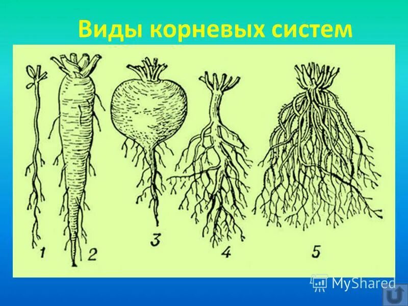 Стержневая корневая система состоит из