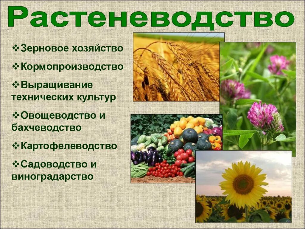 Крупные производители технических культур. Культурные растения в сельском хозяйстве. Растениеводство технические культуры. Растениеводство презентация. Растениеводство для детей.