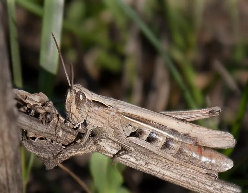Мимикрия вавилова. Апатетическая мимикрия. Мимикрия варо. Мимикрия вавилова. Бейтсовская мимикрия.
