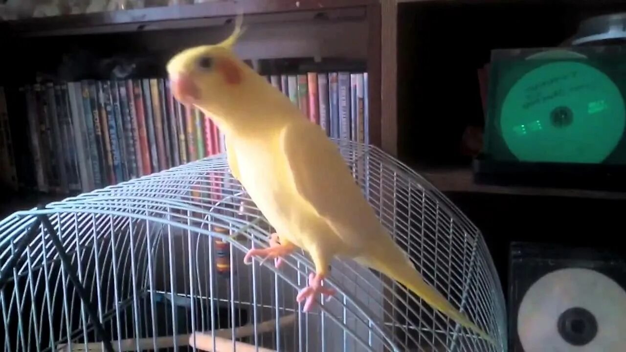 Красивая клетка для попугая. Можно ли попугаю включать пение других попугаев. Волнистый попугайчик поет и чирикает. Клетка для попугая. Можно ли попугаю включать пение других попугаев.