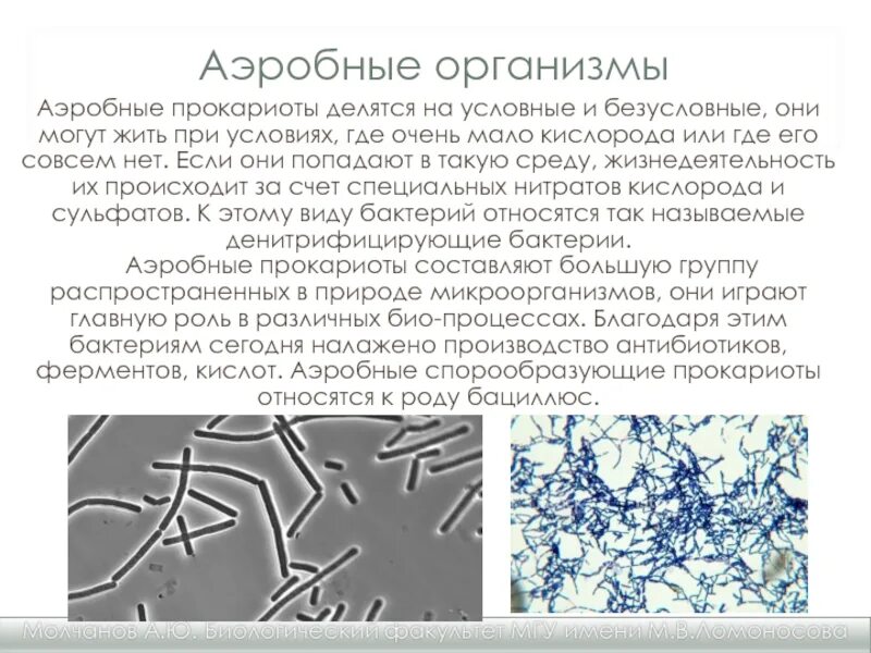 Прокариоты ответ 3. Аэробные и анаэробные бактерии. Микроорганизмы анаэробы. Аэробы примеры микроорганизмов. Аэробные бактерии.