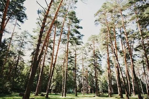 Pine river красная поляна