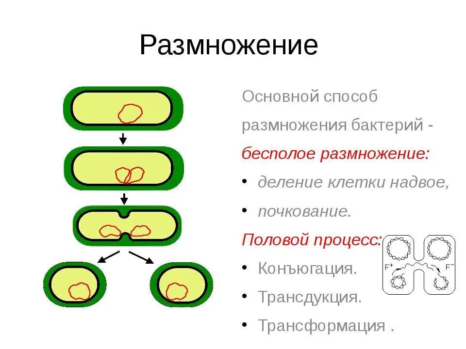 Процесс размножения бактерий. Способы размножения бактерий. Скорость размножения бактерий. Половое размножение бактерий. С помощью деления размножаются