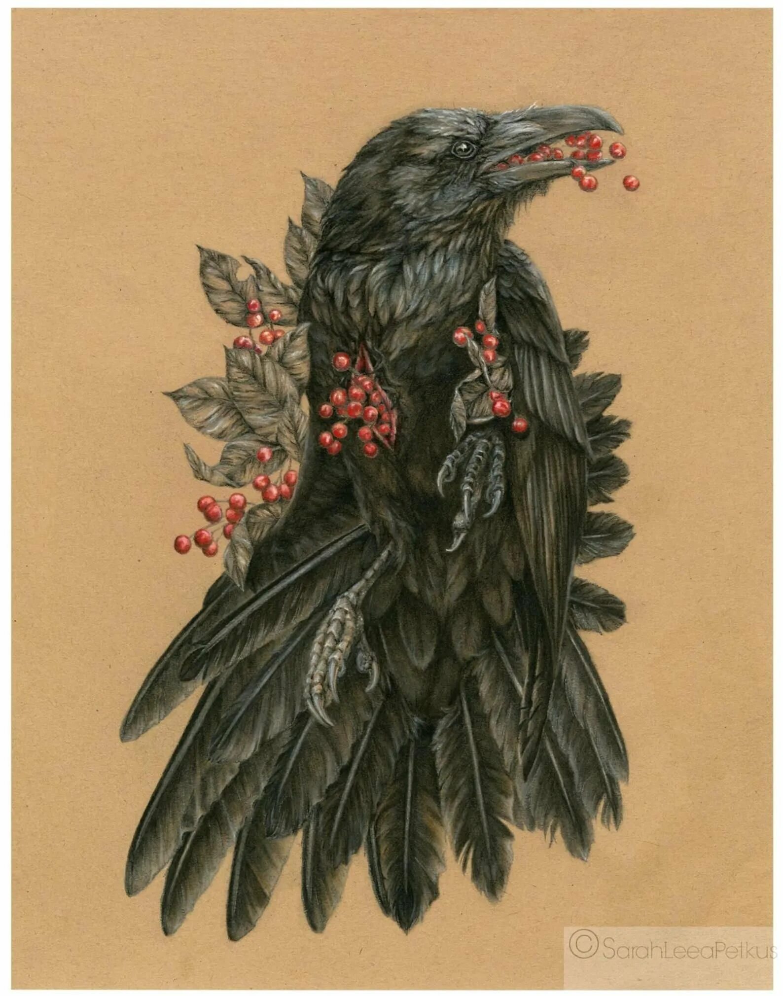 Ворон в цветах. Диана севериненко тату эскизы. Ворон семейство врановых. Флора фауна птицы. Череп ворона.