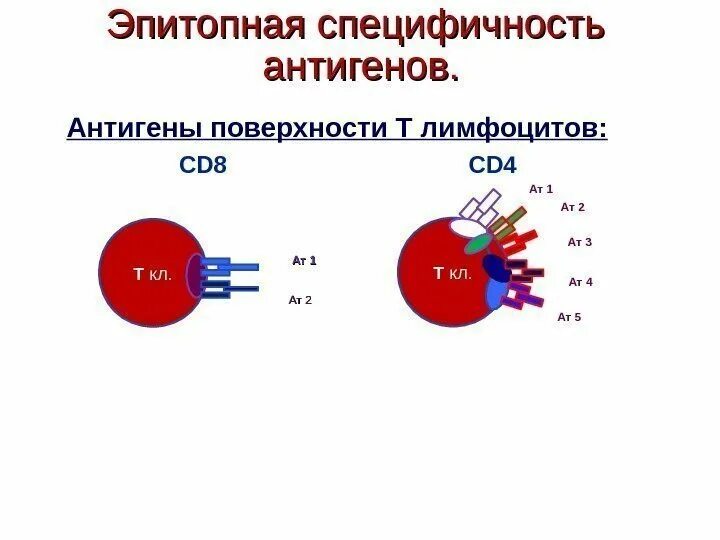 Видовая специфичность. Специфичность антигена. Специфичность антигена это иммунология. Видовая специфичность антигенов. Иммунохимическая специфичность антигенов.