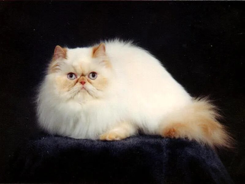 Метовые персы. Персидская длинношерстная шиншилла. Породы кошек Персидская длинношерстная. Персидская кошка породы кошек. Персидская длинношерстная шиншилла персиковая.