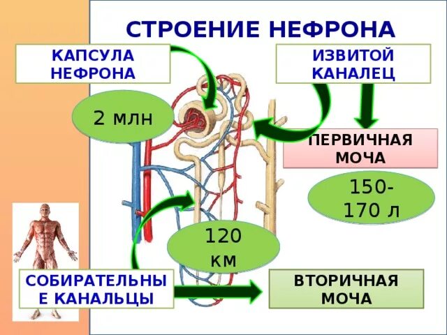 Вторичная моча. Где происходит образование вторичной мочи. Строение перичной и вторичный мочи. Первичная и вторичная моча схема.