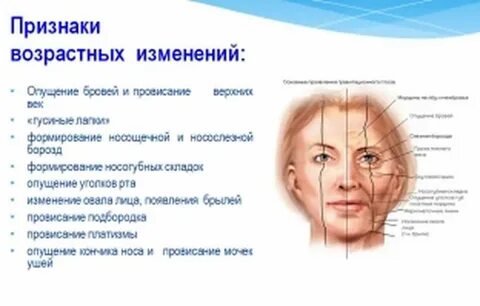 Возраст лица может быть установлен