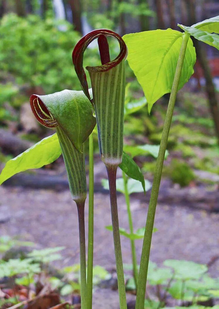 Common plants. Аризема трехлистная. Аризема Амурская цветок. Аризема Амурская мощная. Аризема candidissimum.