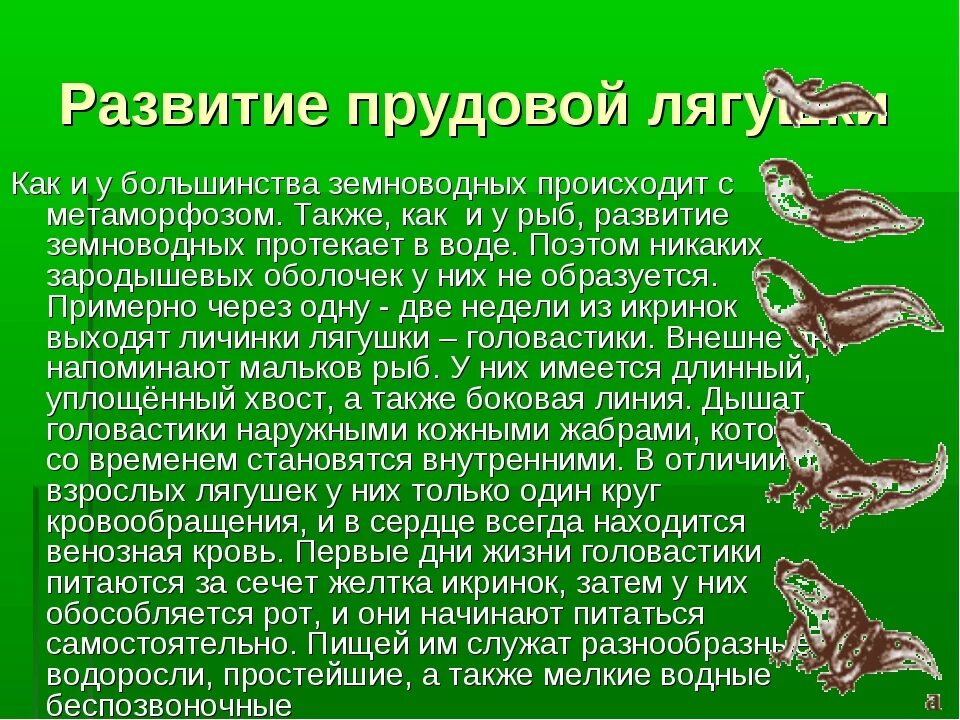 Внутреннее различие головастика и лягушки. Жизненный цикл лягушки zhiznennyy tsikl Lyagushki. Стадия развития прудовой лягушки. Рассказ о размножении и развитии лягушки. Размножение и развитие земноводных.