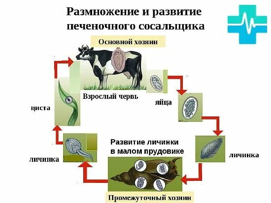 Печёночный сосальщик жизненный цикл в промежуточном хозяине. Промежуточный хозяин печеночного сосальщика. Стадии развития печеночного сосальщика. Промежуточный хозяин в цикле развития печёночного сосальщика.