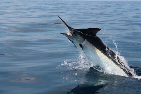 Marlin марлин