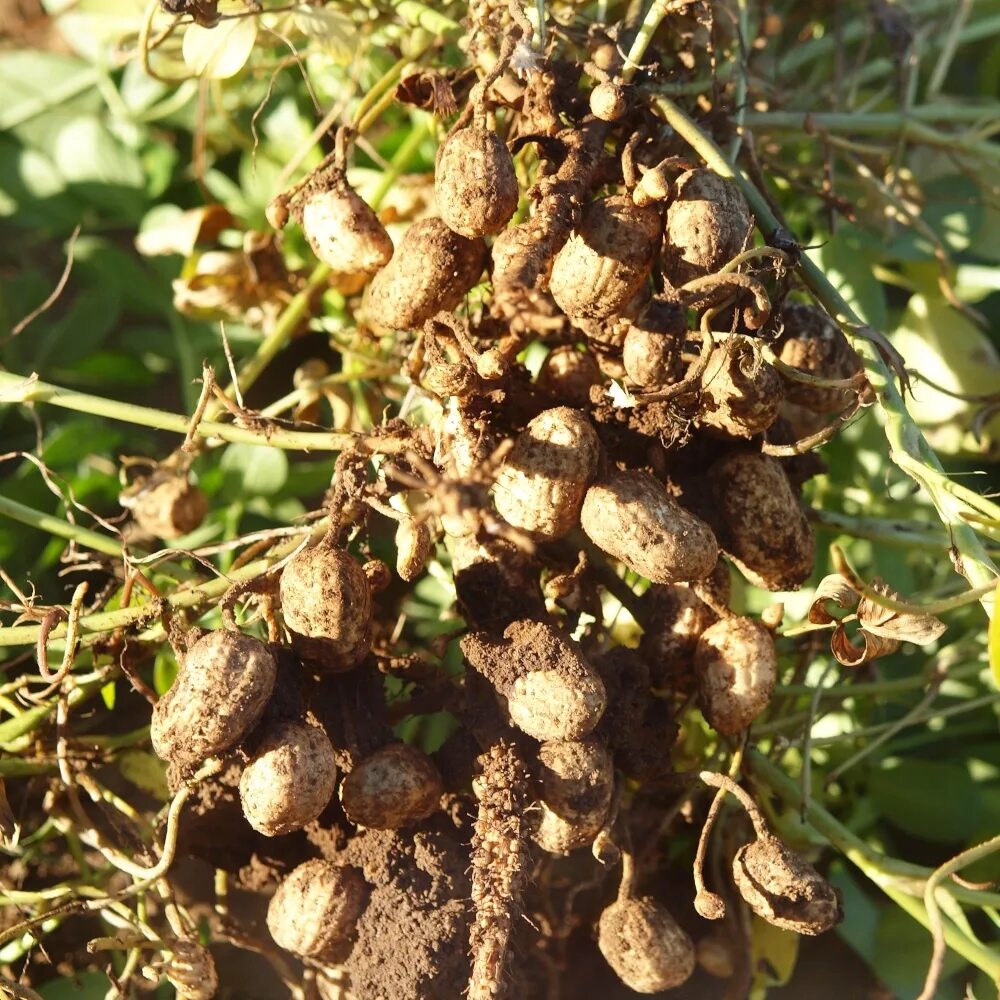 Земляной арахис. Земляной орех. Арахис культурный Земляной орех. Земляной орех, арахис (Arachis hypogaea).