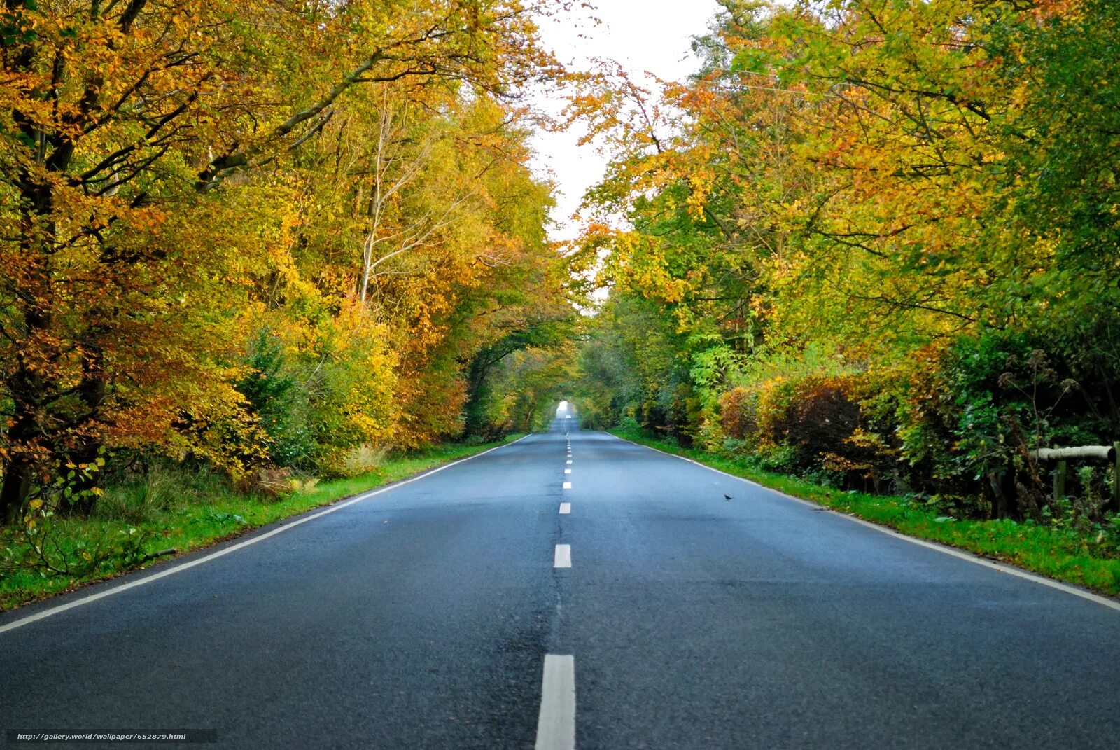 Дорога в осень. Осенняя дорога в городе. Осень лес дорога. Дорога с деревьями.