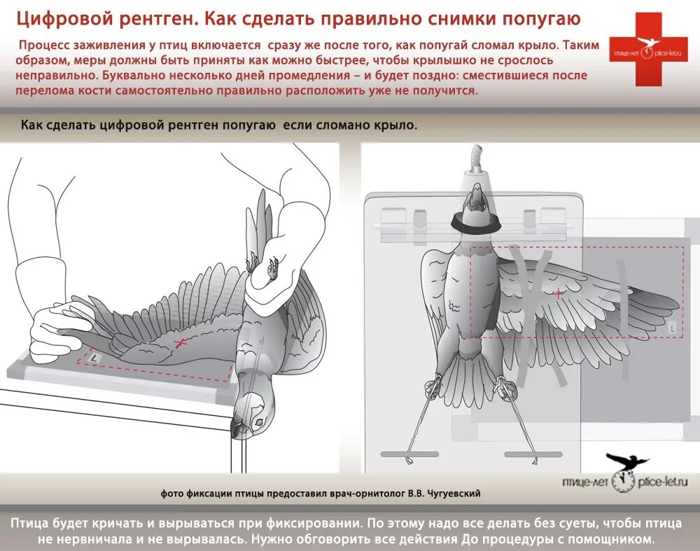 Сломано крыло что делать. Фиксация переломов у птиц.