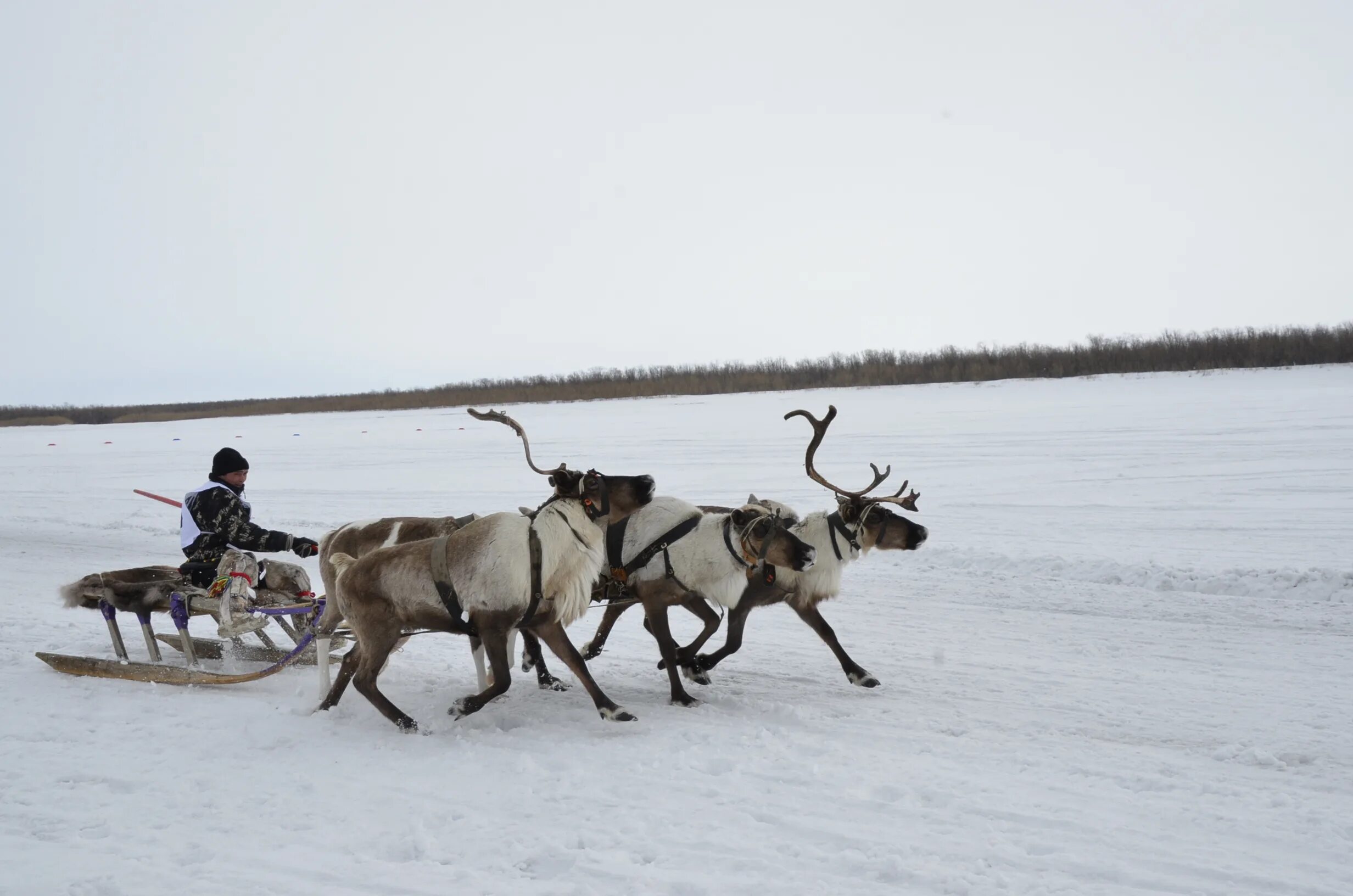 единый реестр кмнс. общины коренных малочисленных народов рф. коренные малочисленные народы россии. коренные малочисленные народы россии карта. относитесь к коренным малочисленным народам.