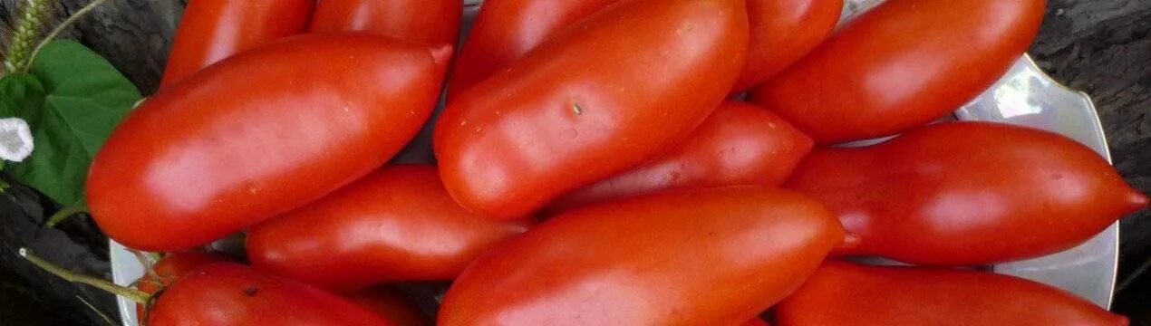 Сорт томатов чухлома. Томат чухлома. чухлома оранжевая томат. чухлома томат описание. томат чухлома и хохлома.