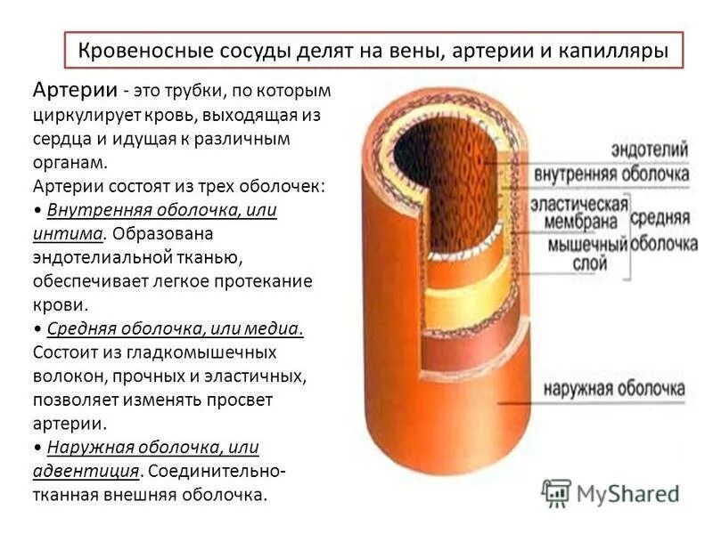 Какие особенности строения артерии. Строение стенки артерии и вены капилляры. Сосуд строение артерия Вена. Строение стенок сосудов артерий вен капилляров. Строение стенки сосуда капилляры.