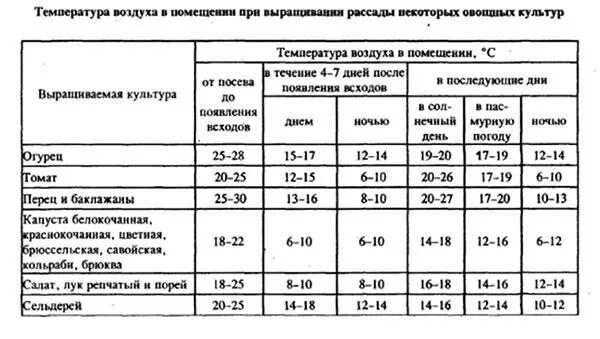 При какой температуре высаживать перец в теплицу