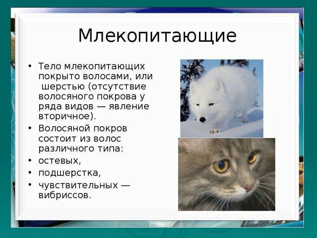 Млекопитающие покрыты шерстью. Волосяной Покров млекопитающих 7 класс. Вибриссы у млекопитающих. Тело млекопитающих покрыто. Покровы тела млекопитающих.