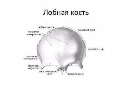 Чешуя кости