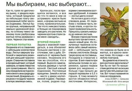 Почему кротон опустил листья