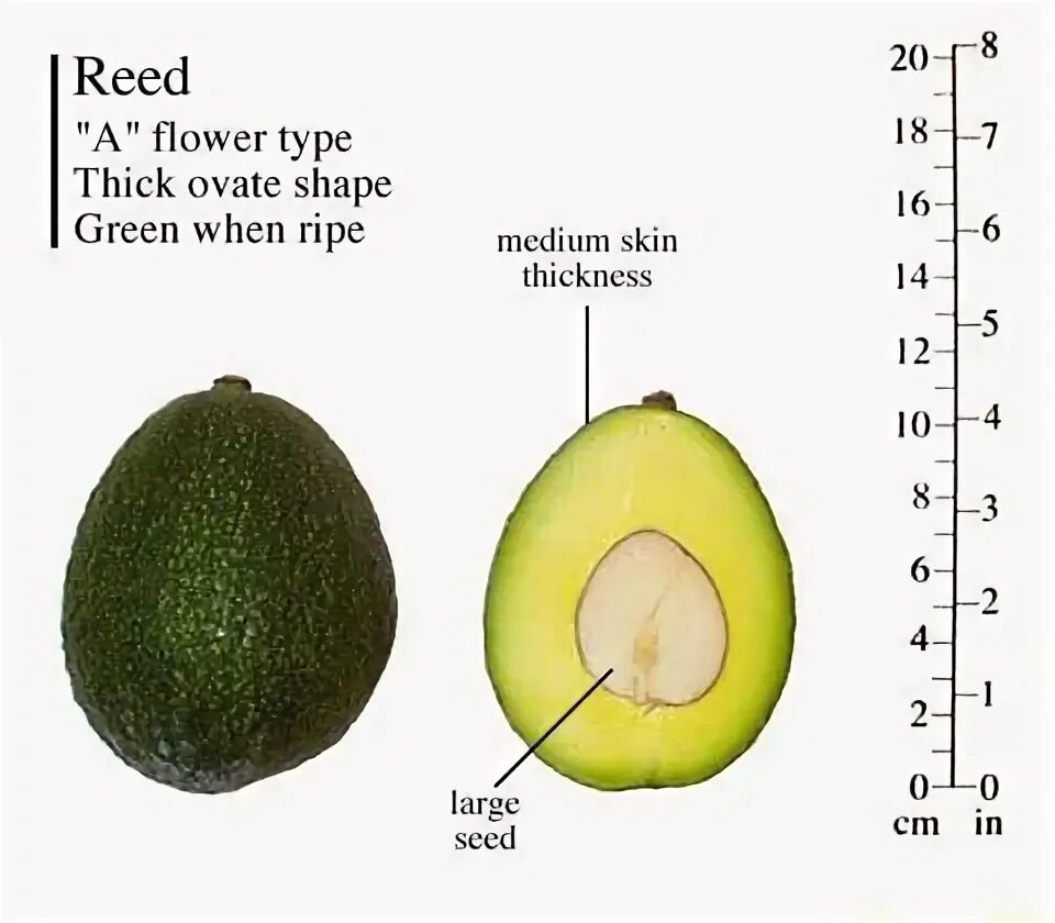 Сорт авокадо Reed. Сорт авокадо Рид. Хасс (сорт авокадо). Авокадо Хасс косточка. Сколько весит авокадо без кожуры и косточки