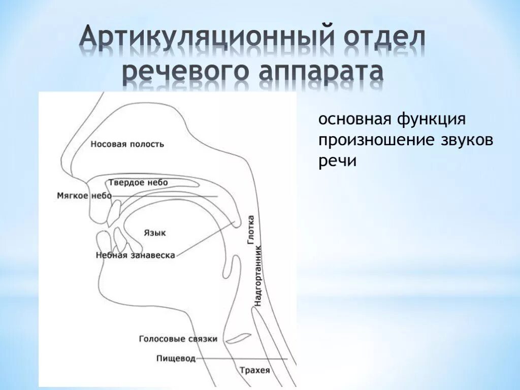 Звук речи функции