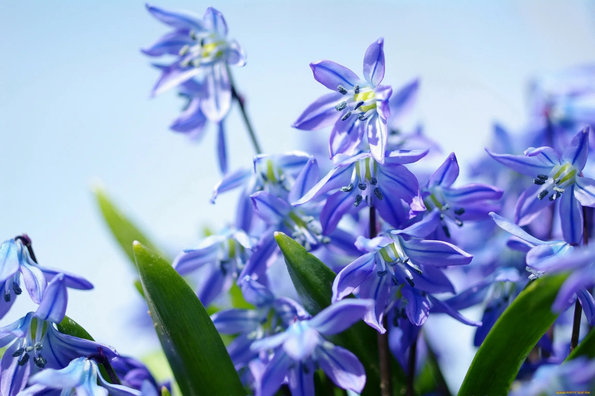 Весенние синие цветочки. Подснежник пролеска. Пролеска Сибирская Крокус. Пролеска цветок голубой. Первоцветы пролеска.