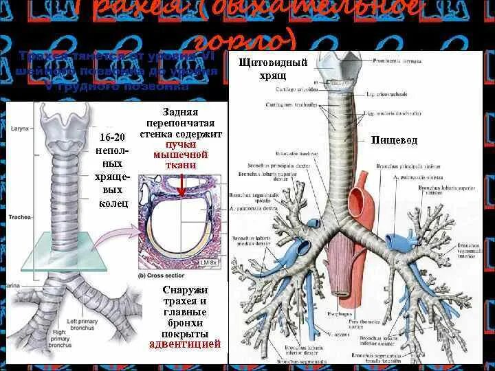 Стенка трахеи состоит из. Стенка трахеи состоит из