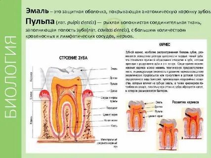 Рыхлая ткань зуба