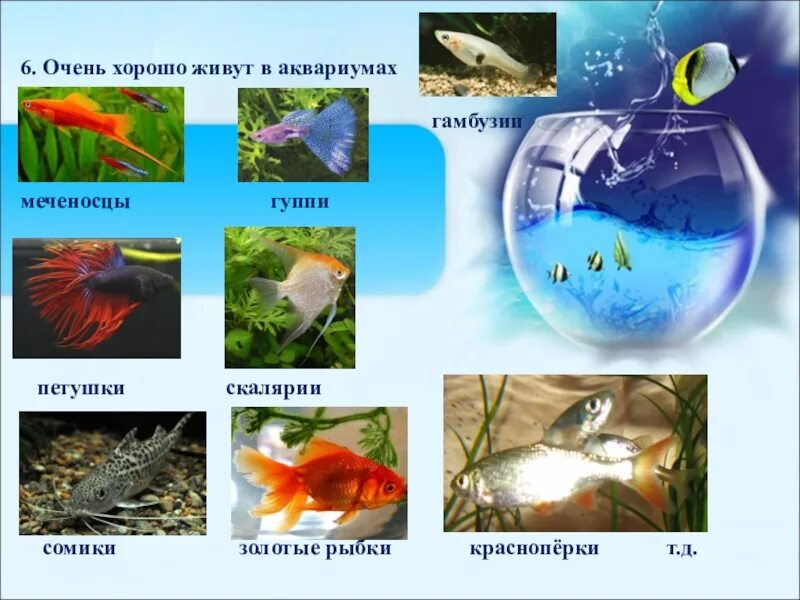 Рыбки в аквариуме рисование в средней группе. Лепка рыбки в аквариуме средняя. Кто живет в аквариуме средняя группа. Рыбки в аквариуме рисование в средней группе. Рисование ср гр рыбки в аквариуме.