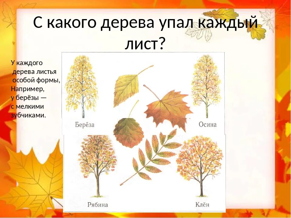 С какого дерева лист. Осенние деревья с названиями. Название листьев. Осенние листья и их названия.