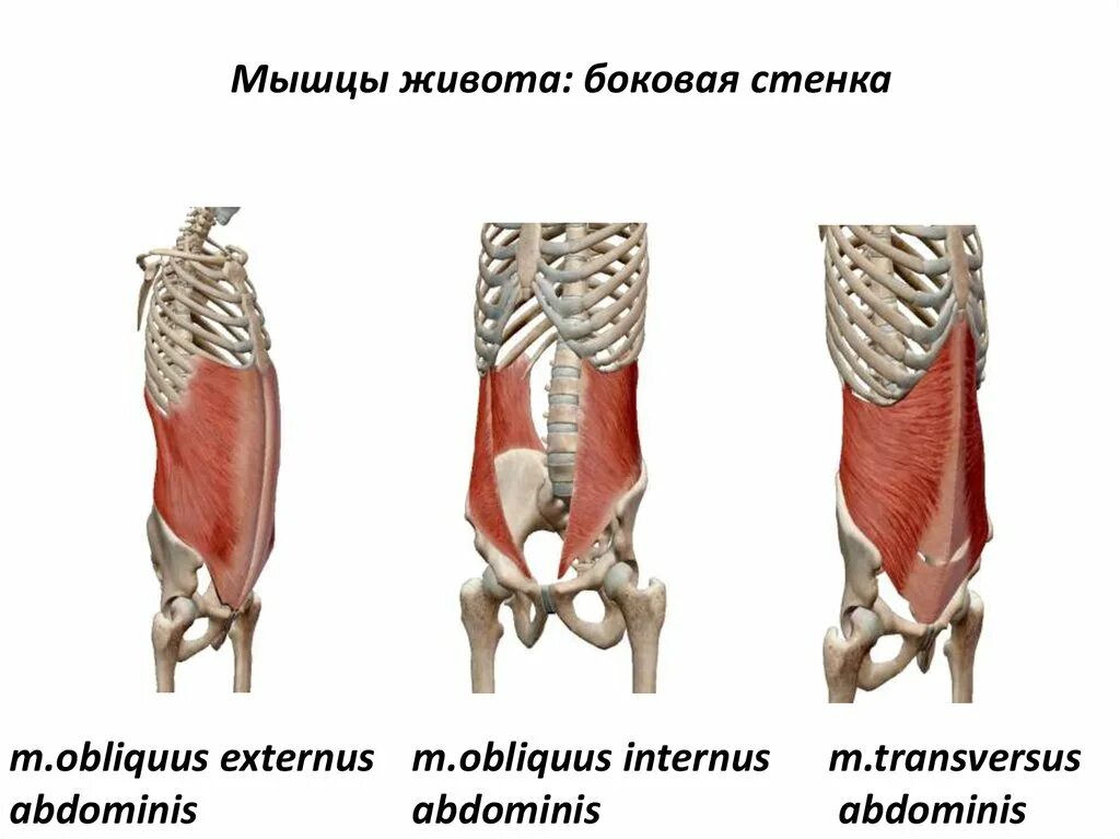 Укажите функцию поперечной мышцы живота:. Поперечная и внутренняя косая мышца живота. Поперечная мгцп ж вота. Горизонтальная мышца. Горизонтальная мышца.