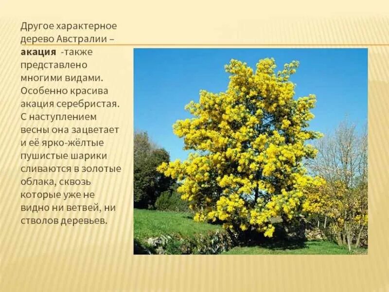 Акация краткое описание. Как пишется слово акация. Акация белая робиния описание. Акация описание. Акация описание растения.