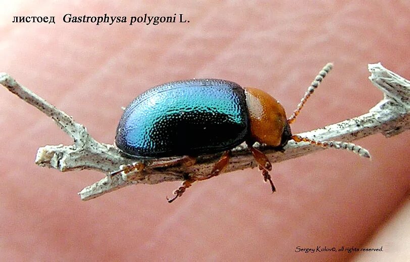 Gastrophysa polygoni. Chrysomelidae: Gastrophysa polygoni. Жуки обитающие в России. Фотографии живых Жуков. Жуки купить живые