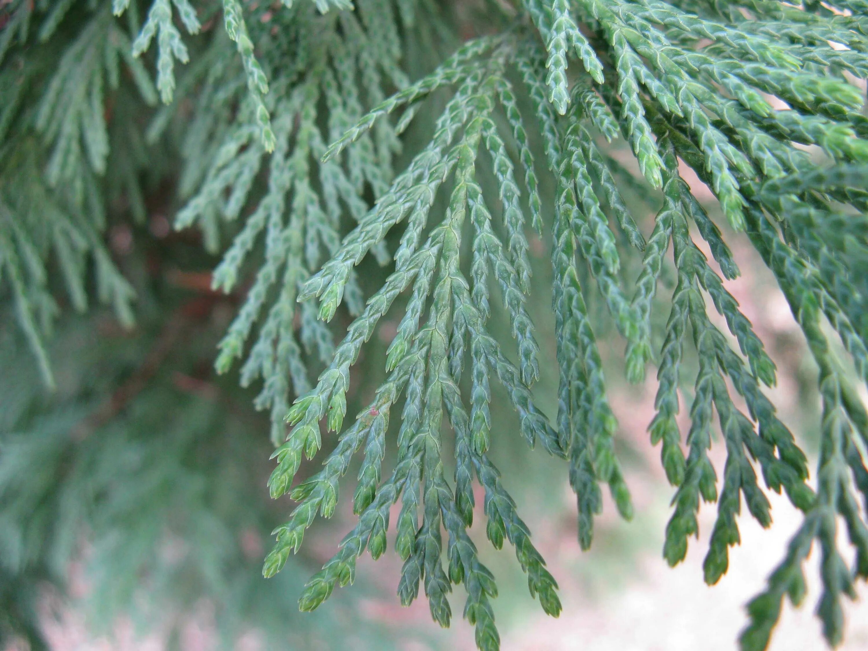 Кипарис cupressus sempervirens. Кипарис вечнозеленый (cupressus sempervirens). Кипарисовик лавсона голден вондер. Кипарис хвоя. Кипарис вечнозеленый шишка.