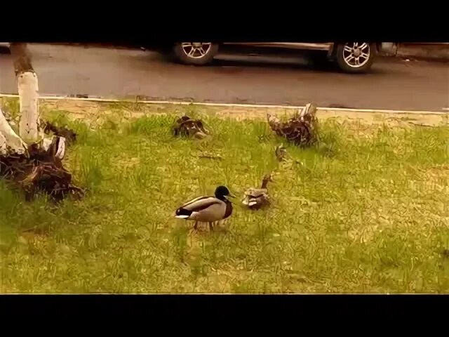 Во дворе гуляют утки. Утка выгуливает утят. утки гуляют по городу. утиная прогулка танец. выгул уток в городе.