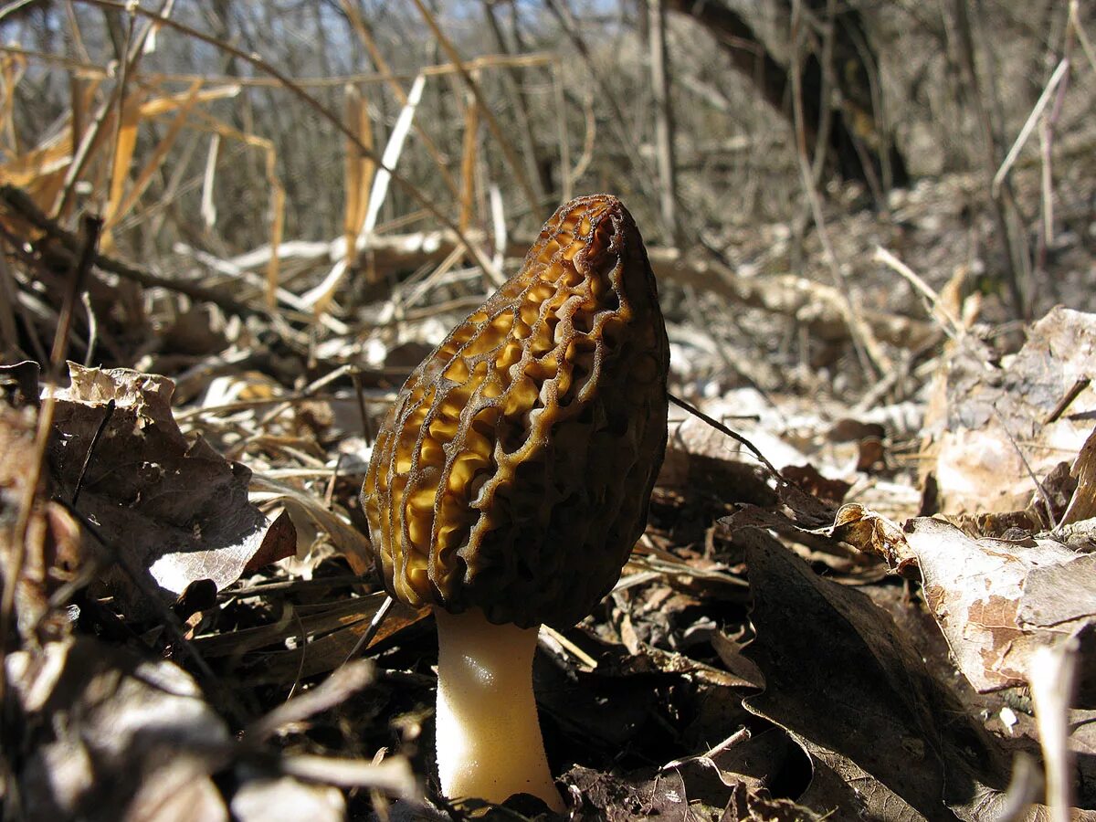Весенний гриб похожий на сморчок. Сморчок полусвободный. Сморчки грибы. Сумчатые грибы сморчки. Аскомицеты сморчки.