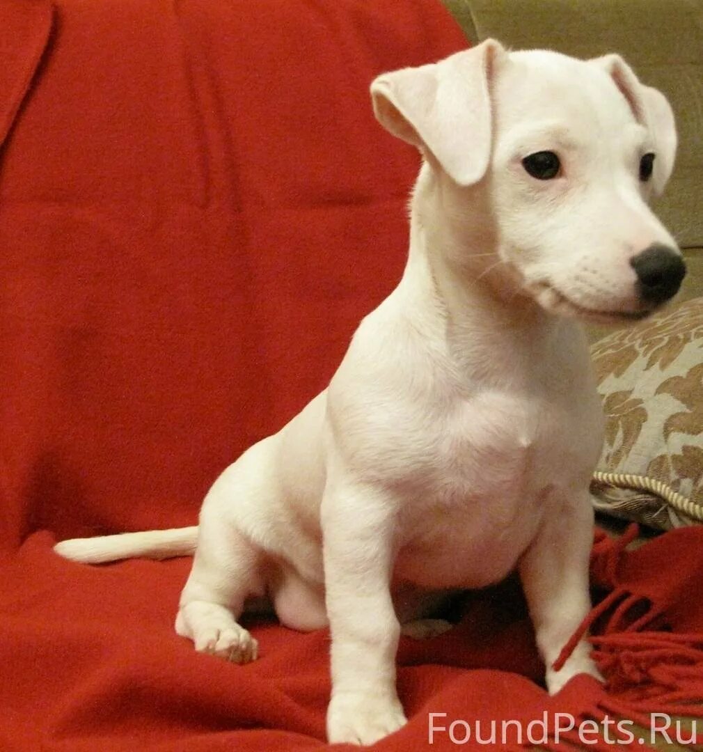 джек краср терьер белый. джек-рассел-терьер коротколапый. парсон терьер. джек-рассел-терьер белый. джек рассел альбинос.